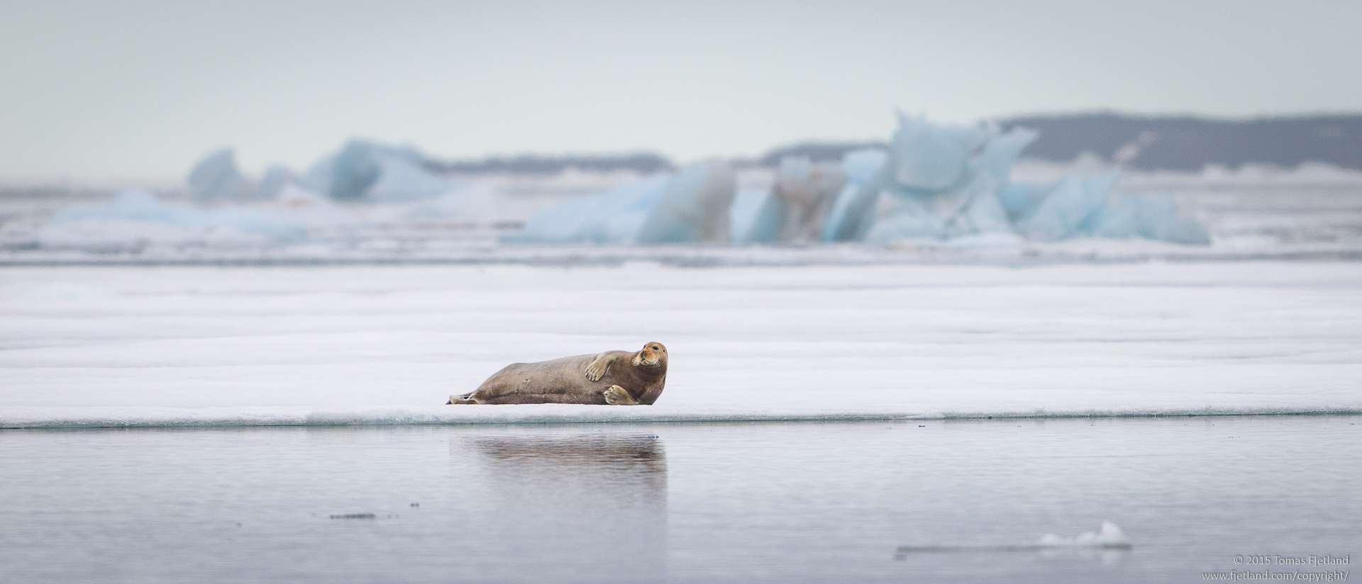Bearded seal on ice