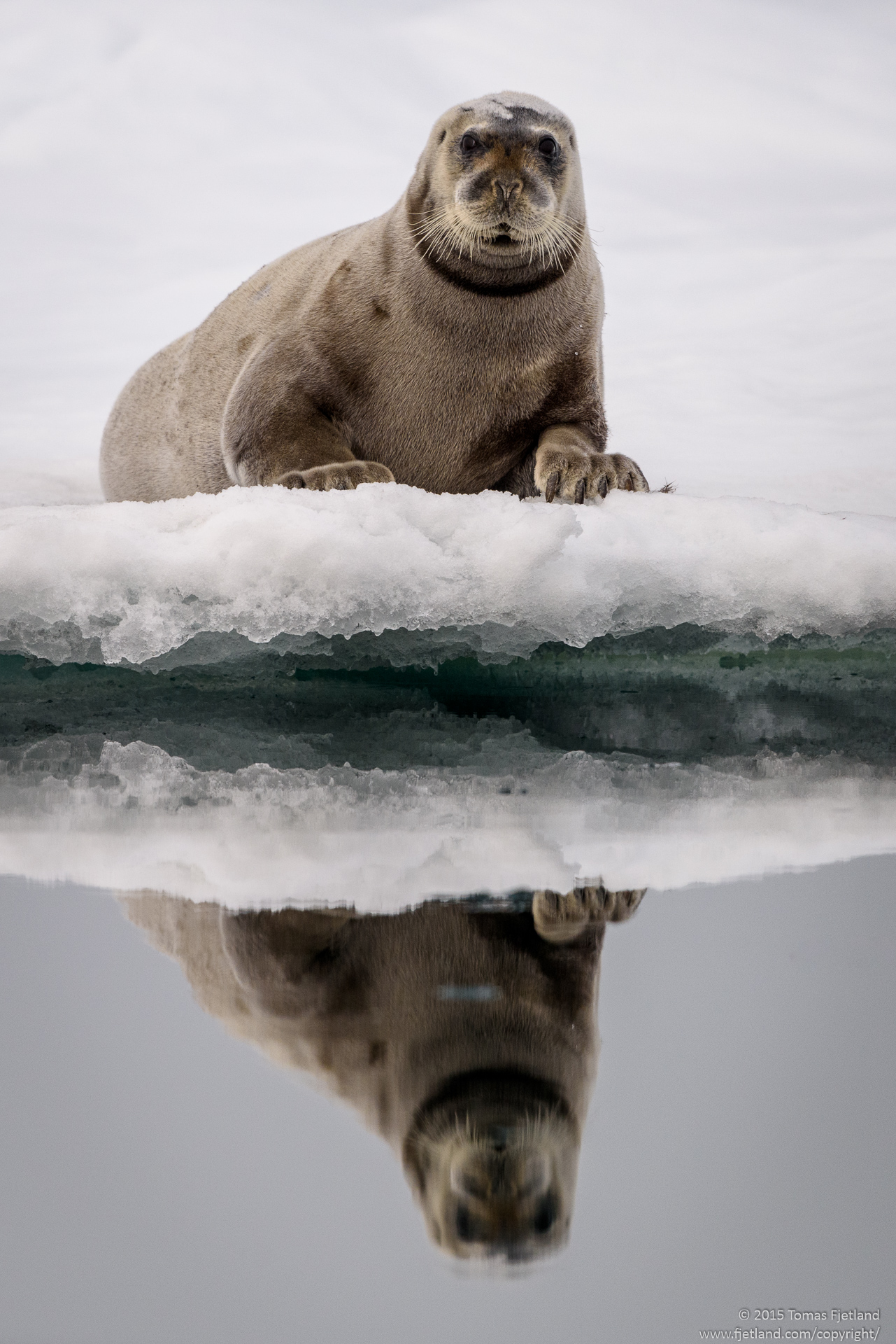 Bearded seal observing us gliding by