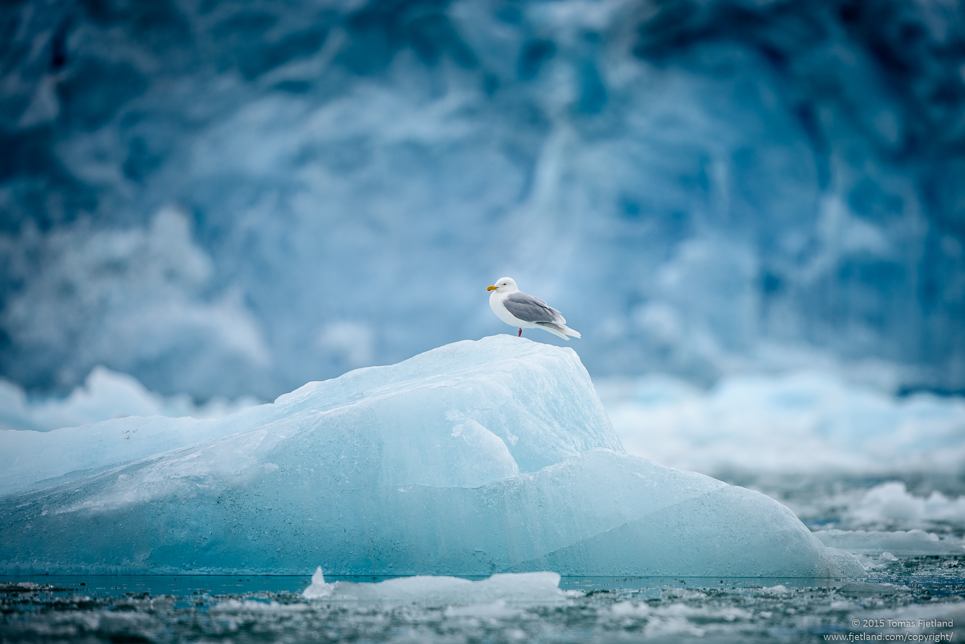 Glauceous gull against the blue ice of the Monaco glacier