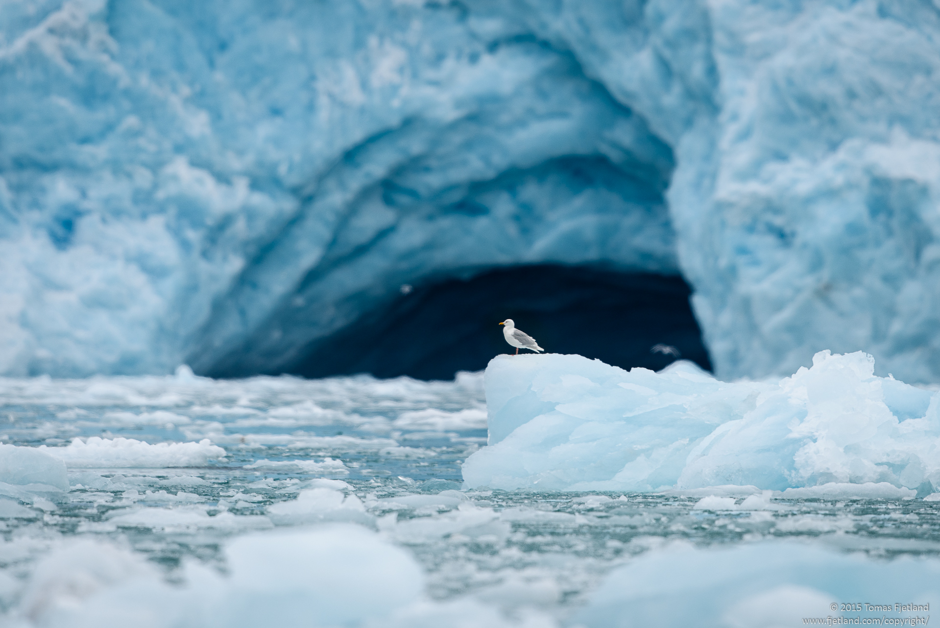 Glauceous gull against a cave in the glacier