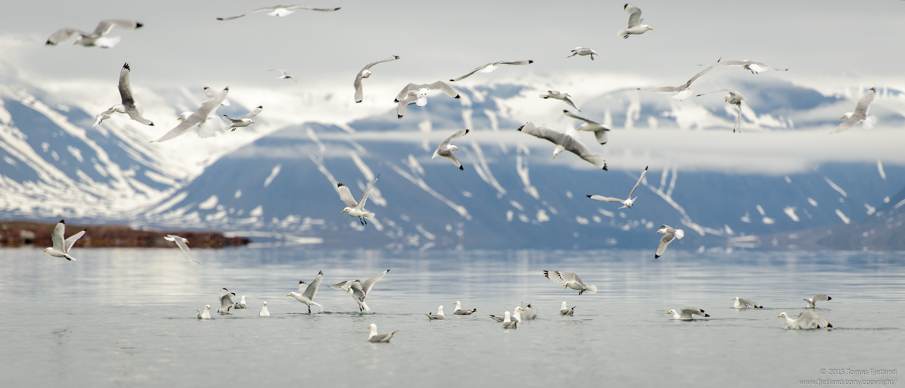 Kittiwakes swarming over a school of fish or zooplankton