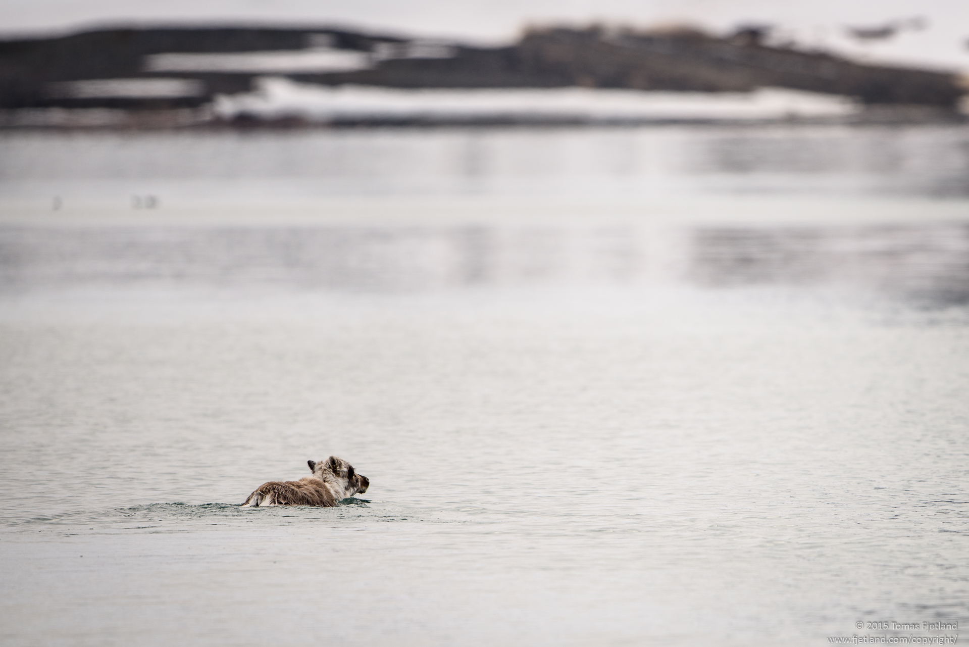 A Svalbard reindeer taking a morning swim across Raudfjorden