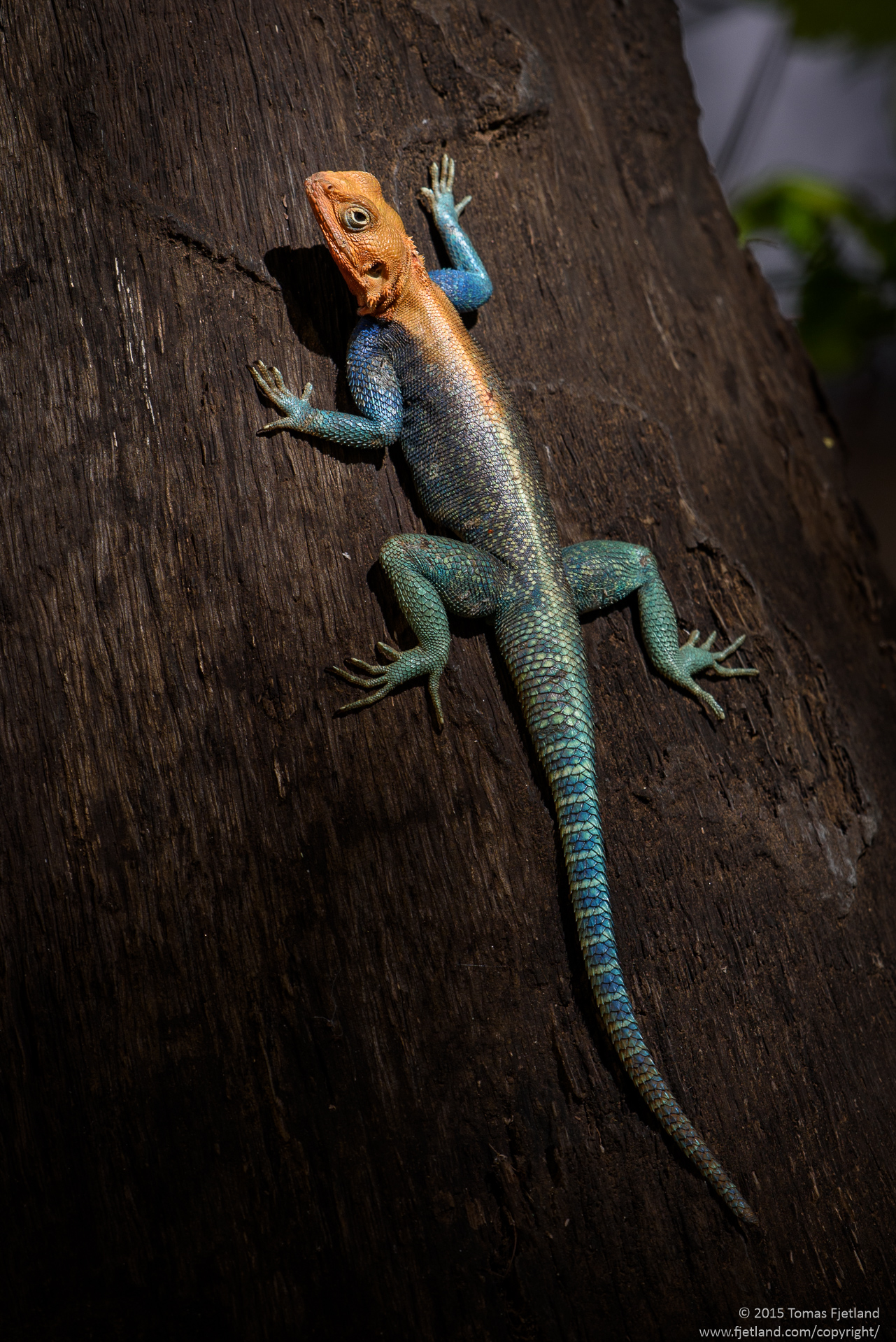 Male Common agama climbing a treestump outside our tents