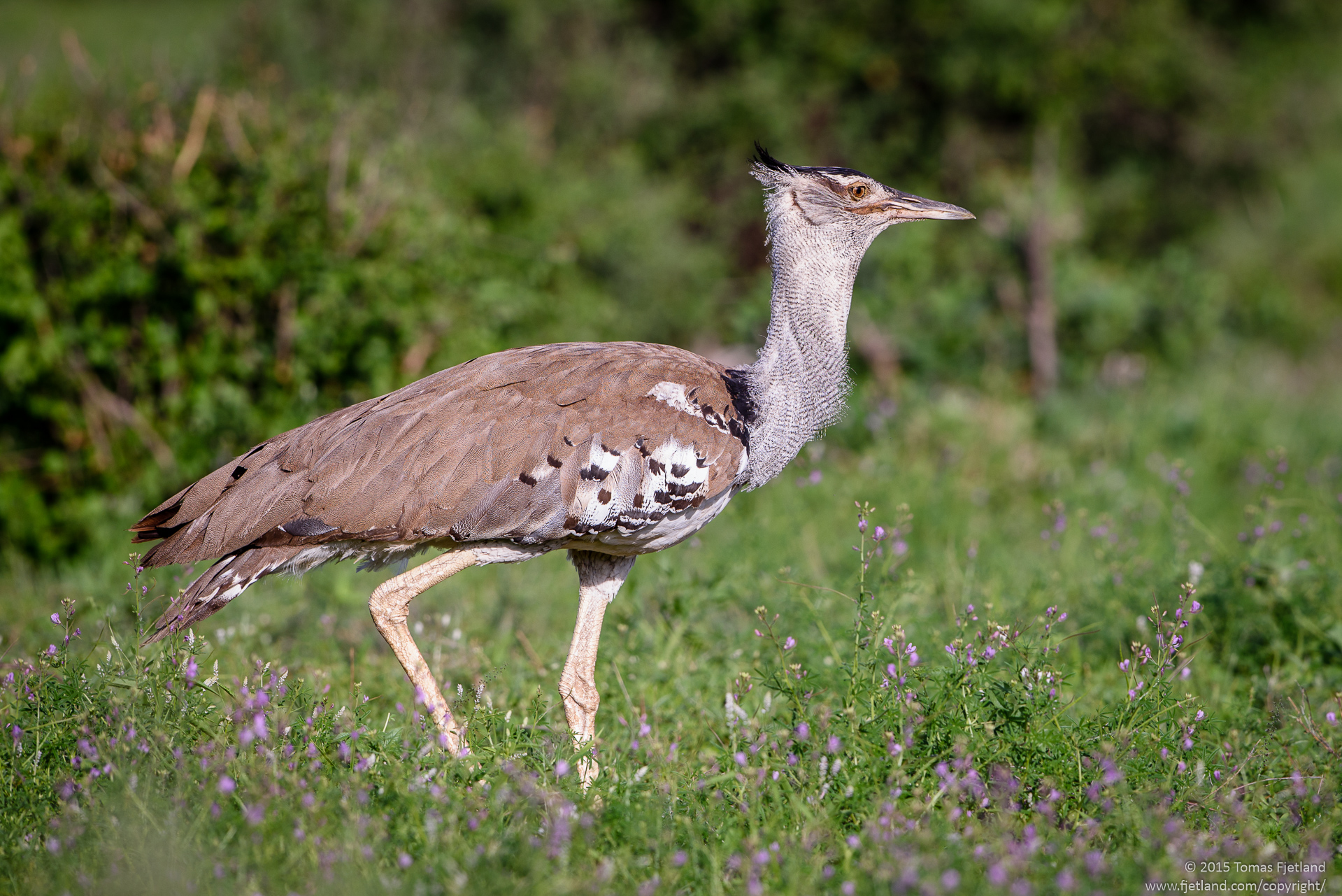 The Kori bustard is the largest flying bird native to Africa, and it might be the heaviest bird capable of flight. Like here, it spends most of its time looking for food on the ground, mostly insects.