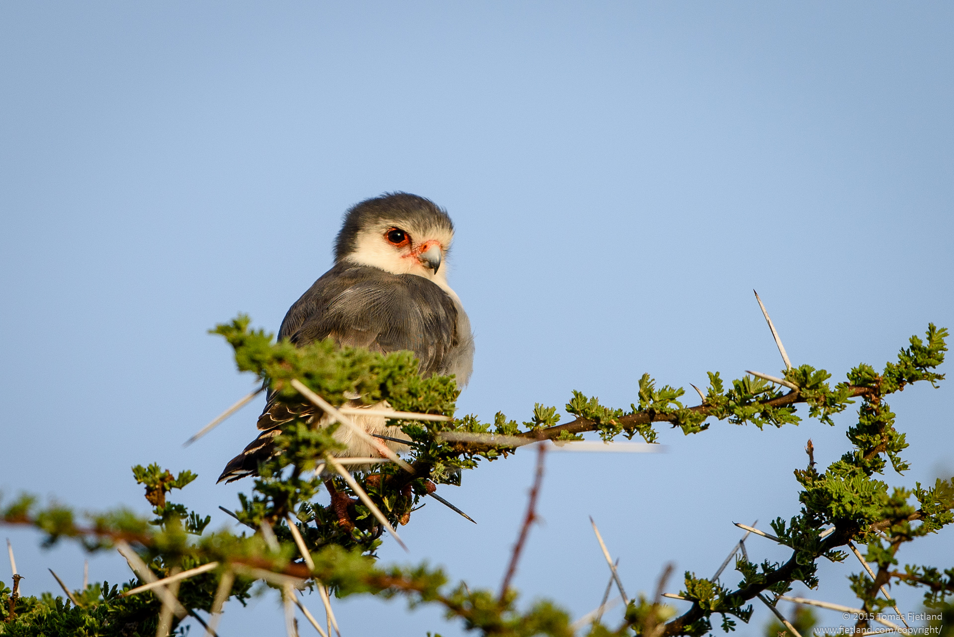 These small falcons prey on insects, small reptiles and mammals, and don't seem to upset nearby birds as much as other raptors. They will nest in the nests of white-headed buffalo weavers
