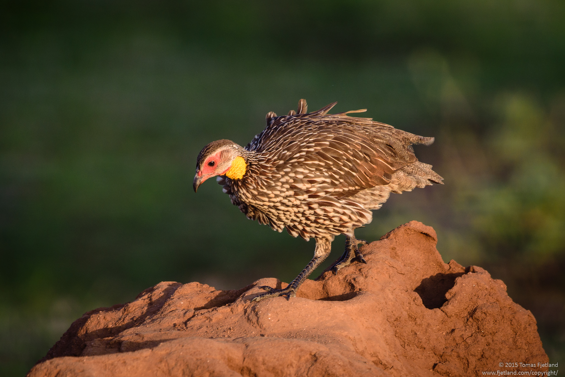 The yellow necked spurfowl will find the highest point it can easily get to, like this termite mound or a tree branch, and then sound its characteristic and very loud calls.