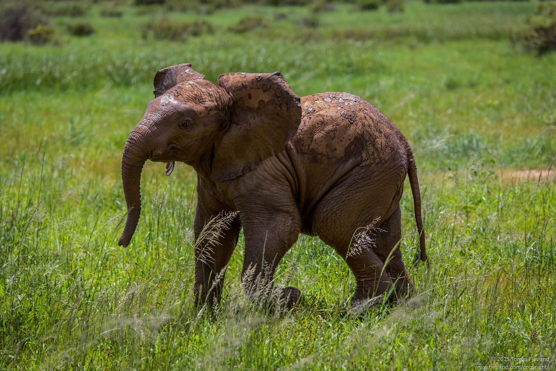 Young elephant running