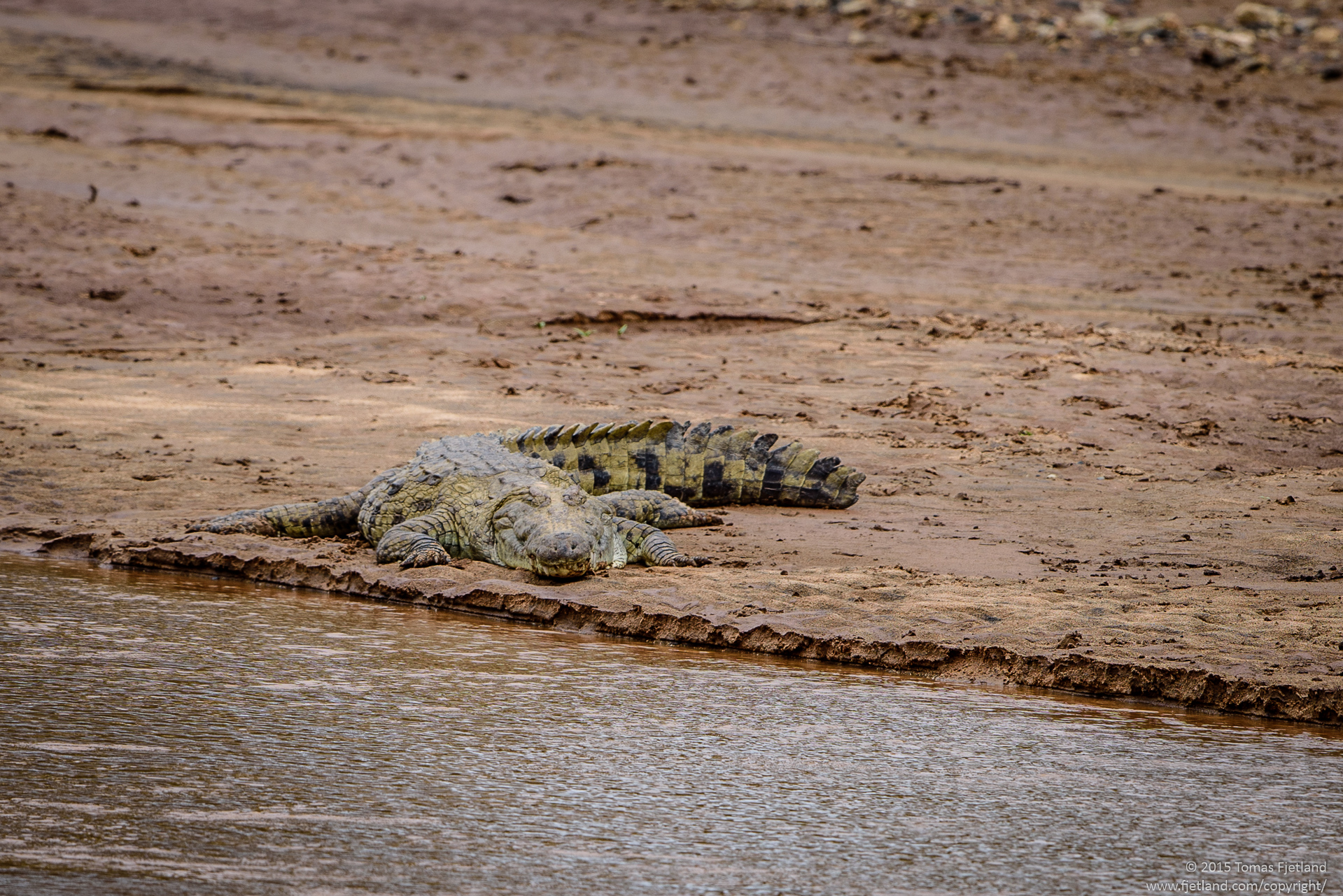 A fairly large Nile crocodile on the opposite bank from the camp. You could see them on the opposite side now and then, but they seem to rarely come out of the water on the camp side