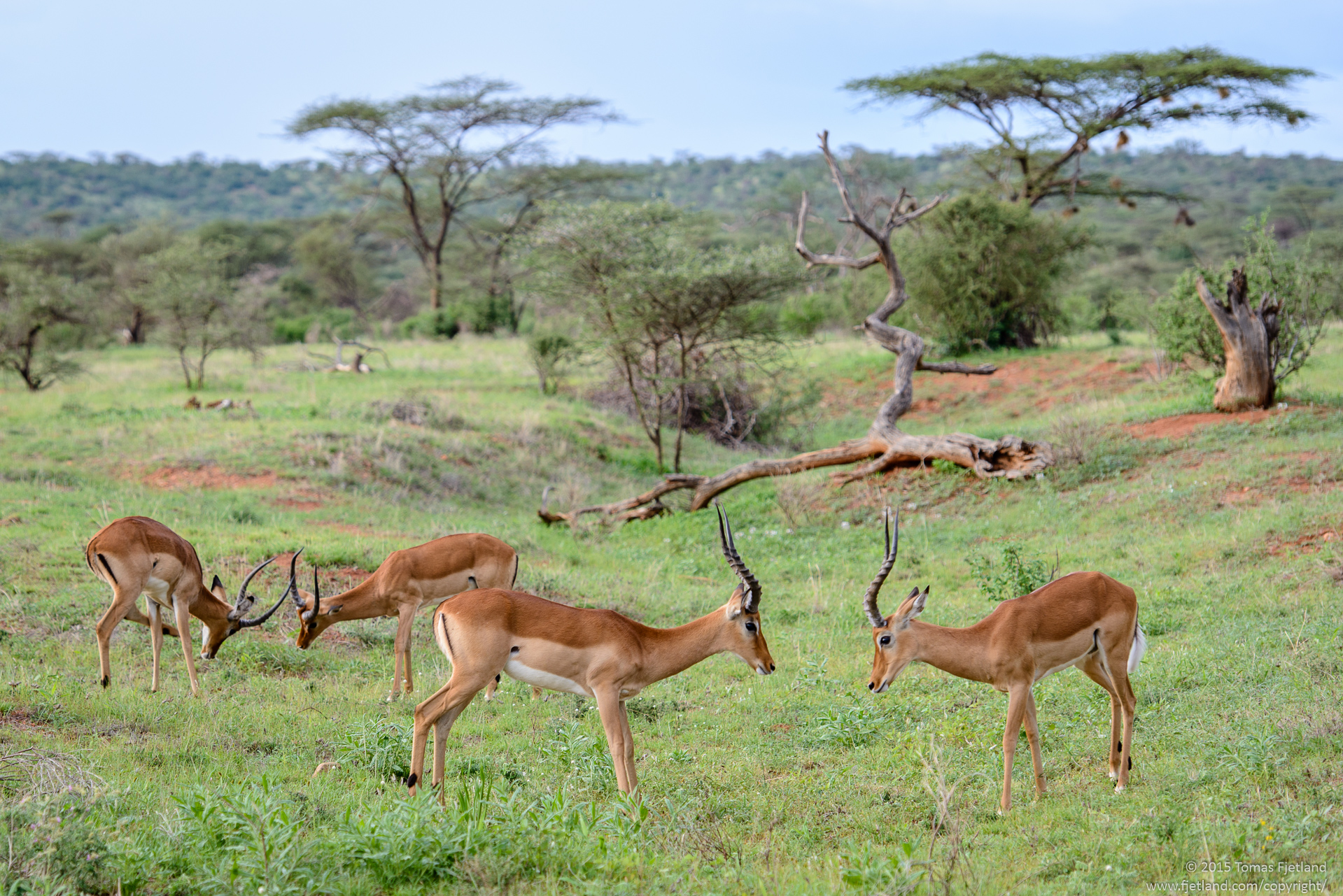 Young male Impalas that don't have their own hareem often form bachelor groups where they spend the days practicing their fighting skills so they're ready for the day they get a chance to challenge a buck with his own hareem