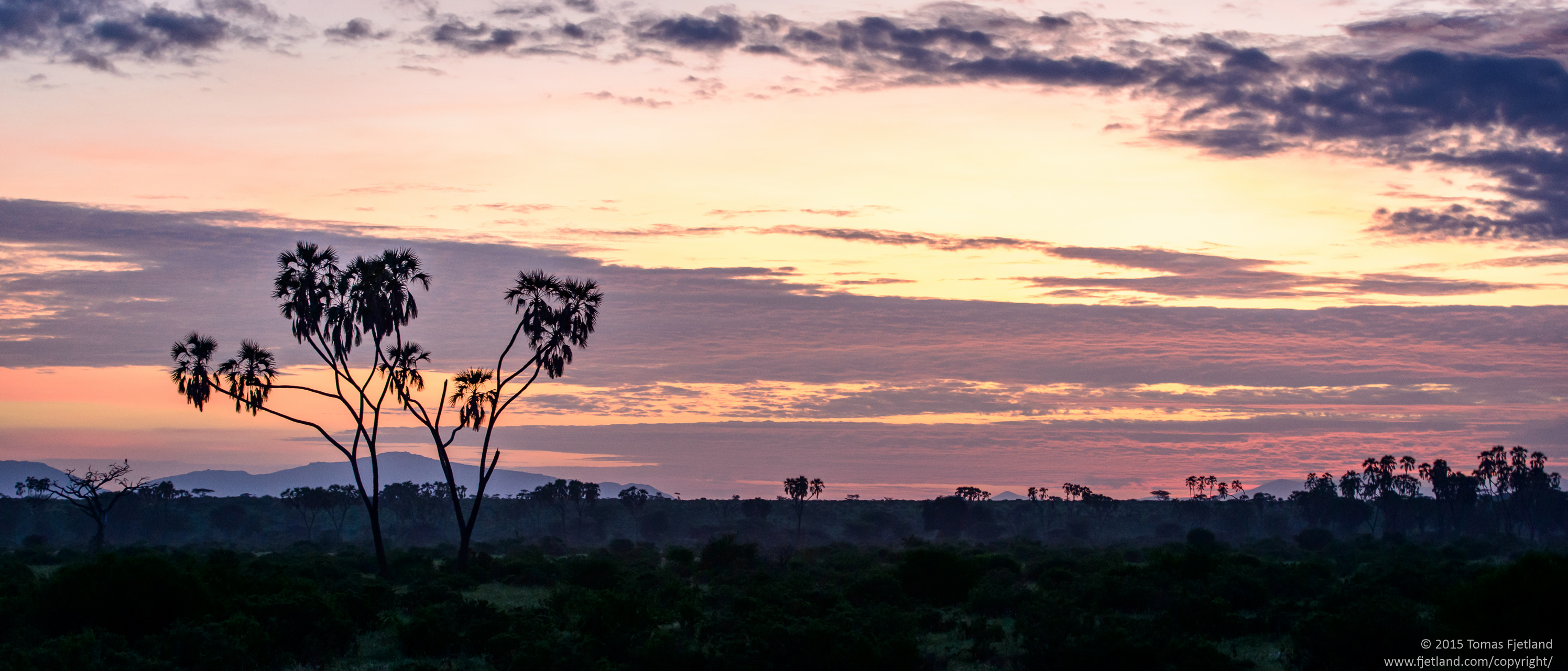 Clouds clearing as the sun rises over Samburu. The characteristic Doum palm in the foreground.
