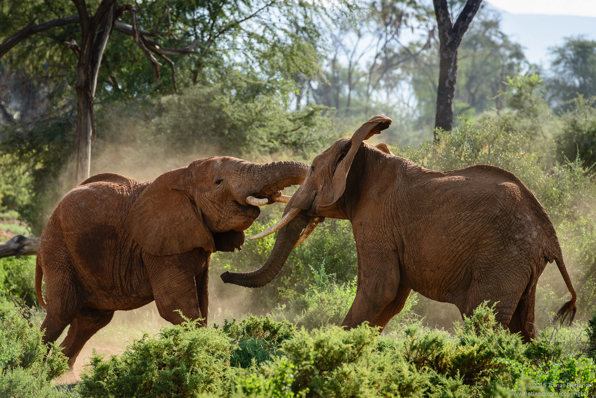 Two Elephant bulls in a fight.