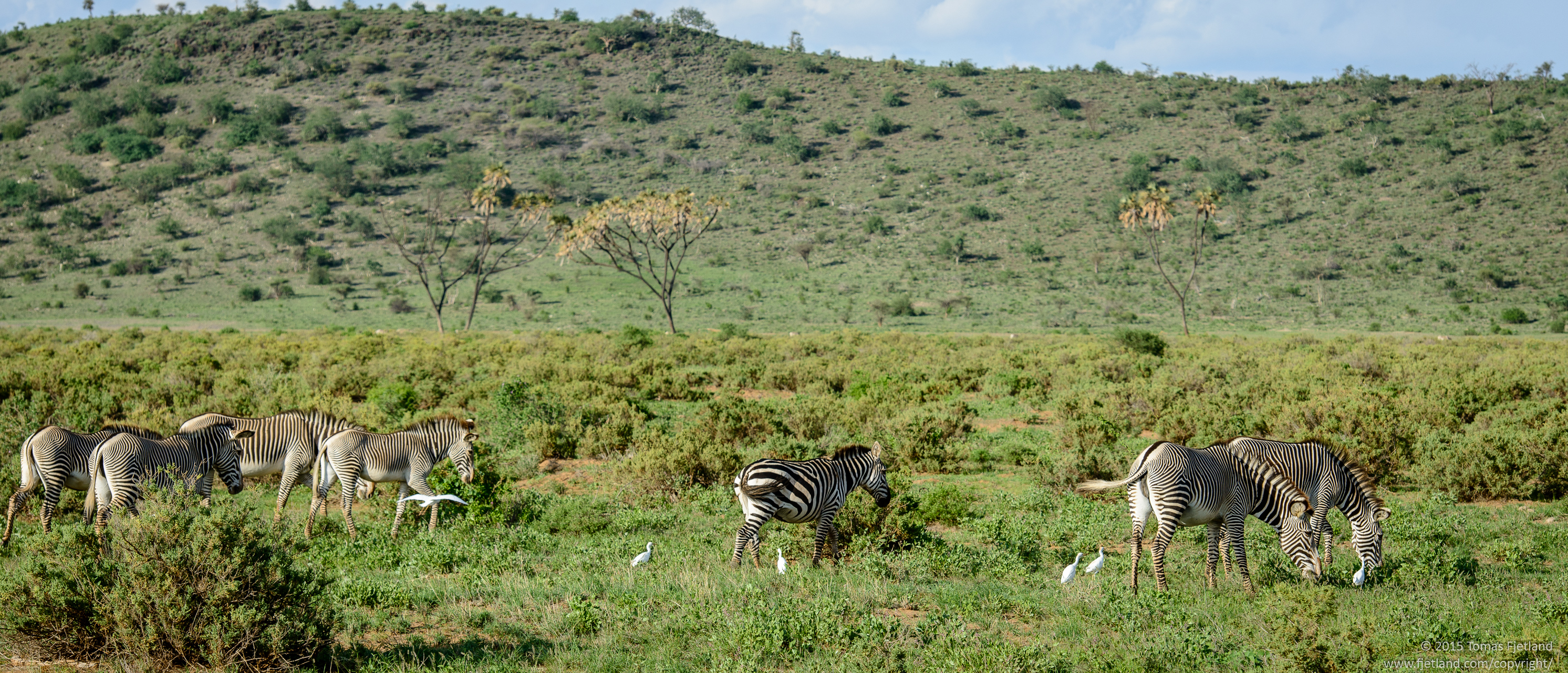 Samburu is normally home to herds of Grévys Zebras, a distinct subspecies of Zebras. Here a lone "Mara" Zebra has joined them.