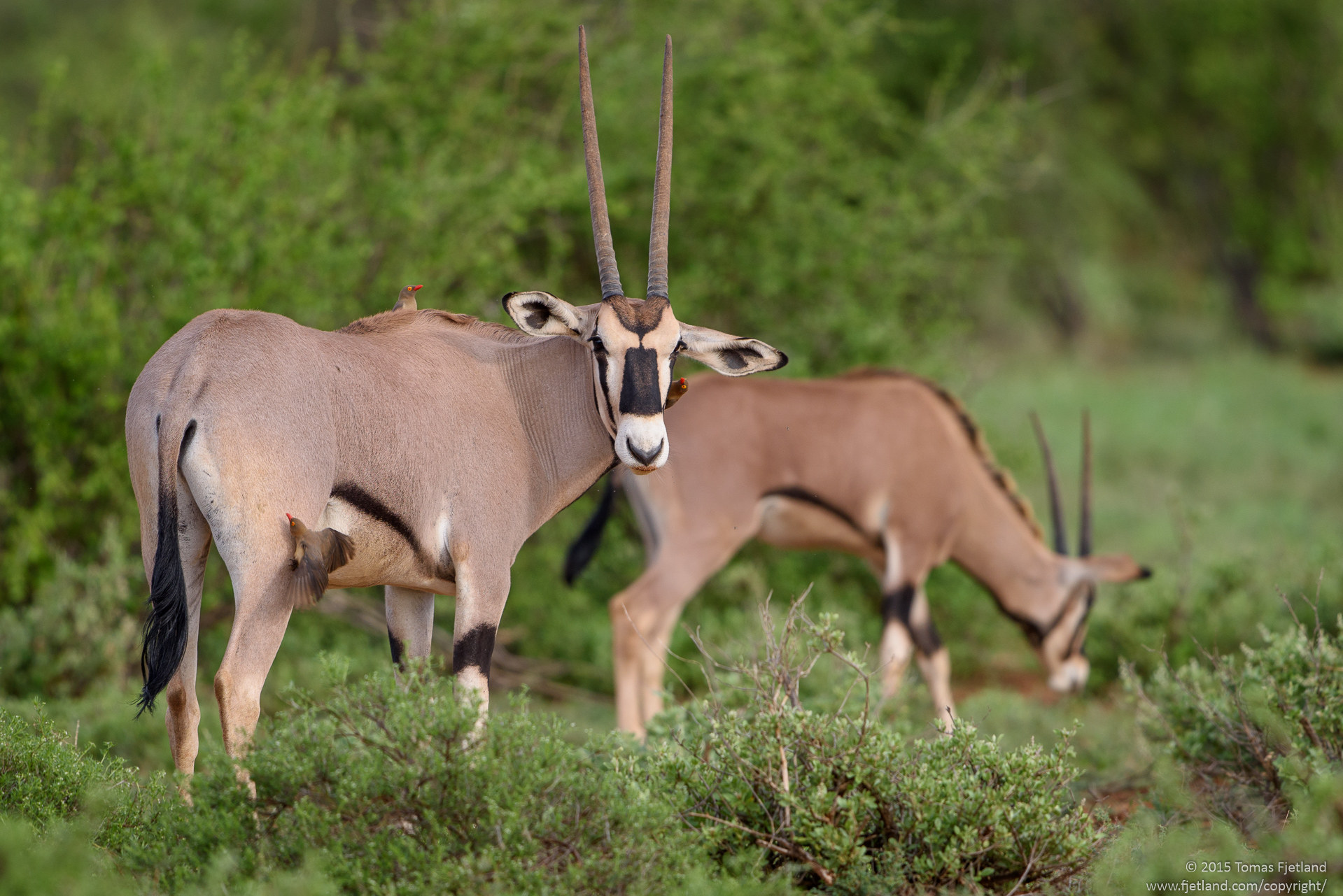 An Oryx getting the full treatment with three red-billed oxpeckers grooming it