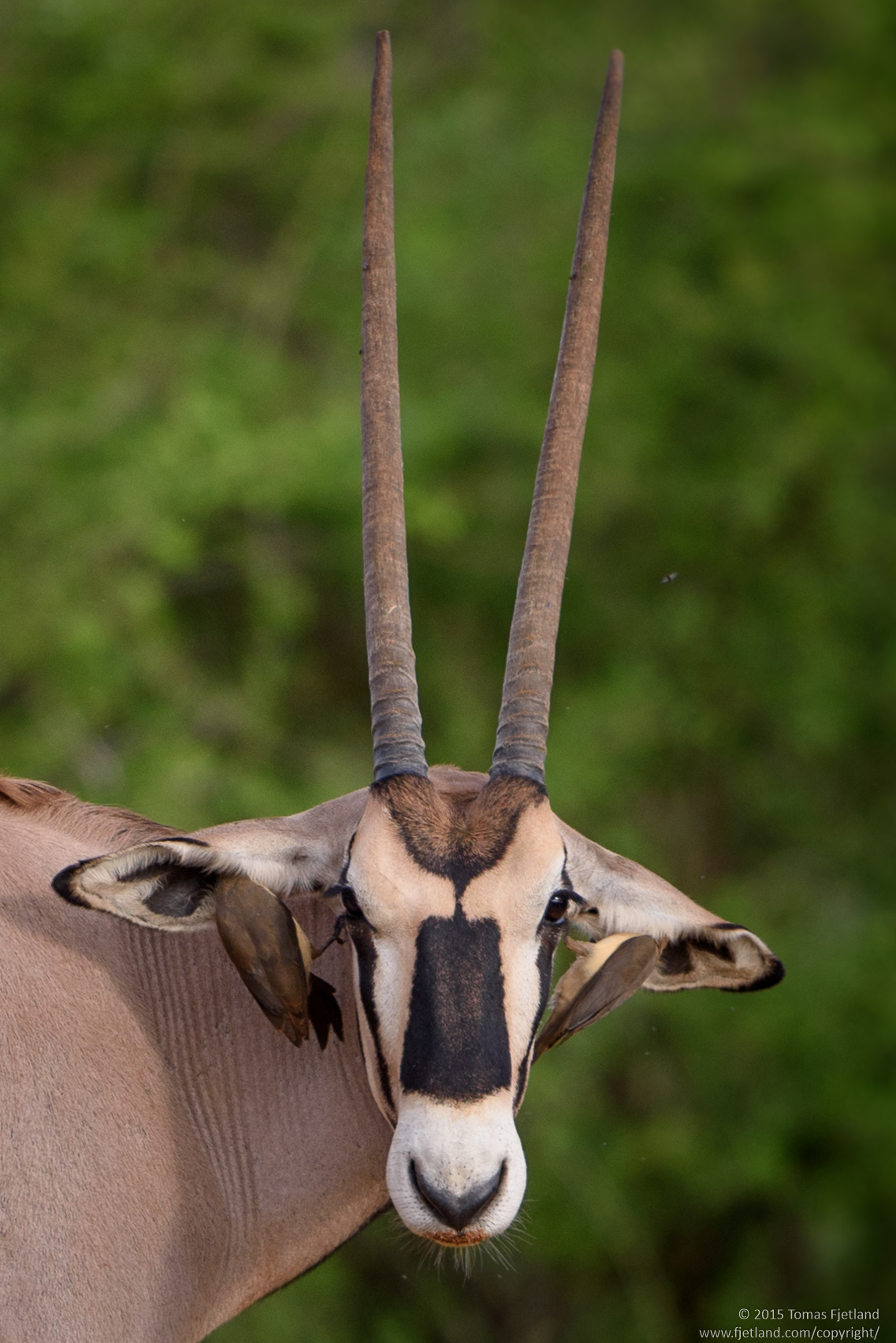 Two red-billed oxpeckers dealing with the Oryx' pesky earwax problem
