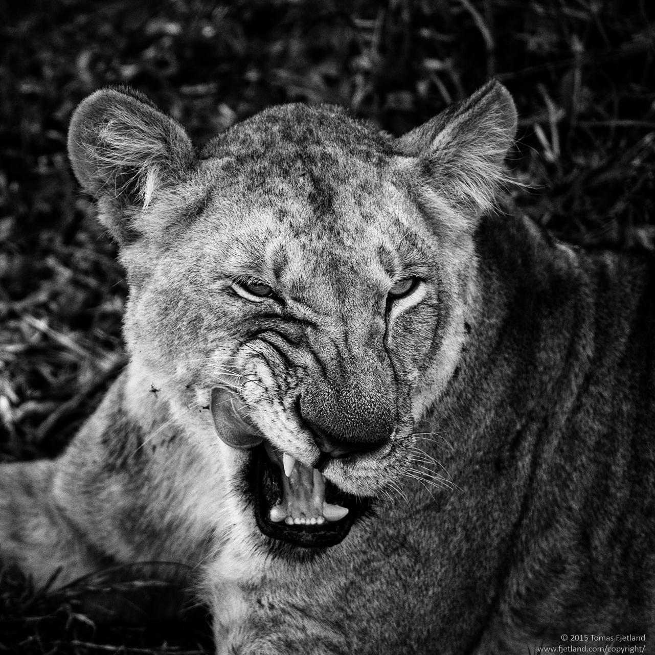 BW portrait of a hungry lioness