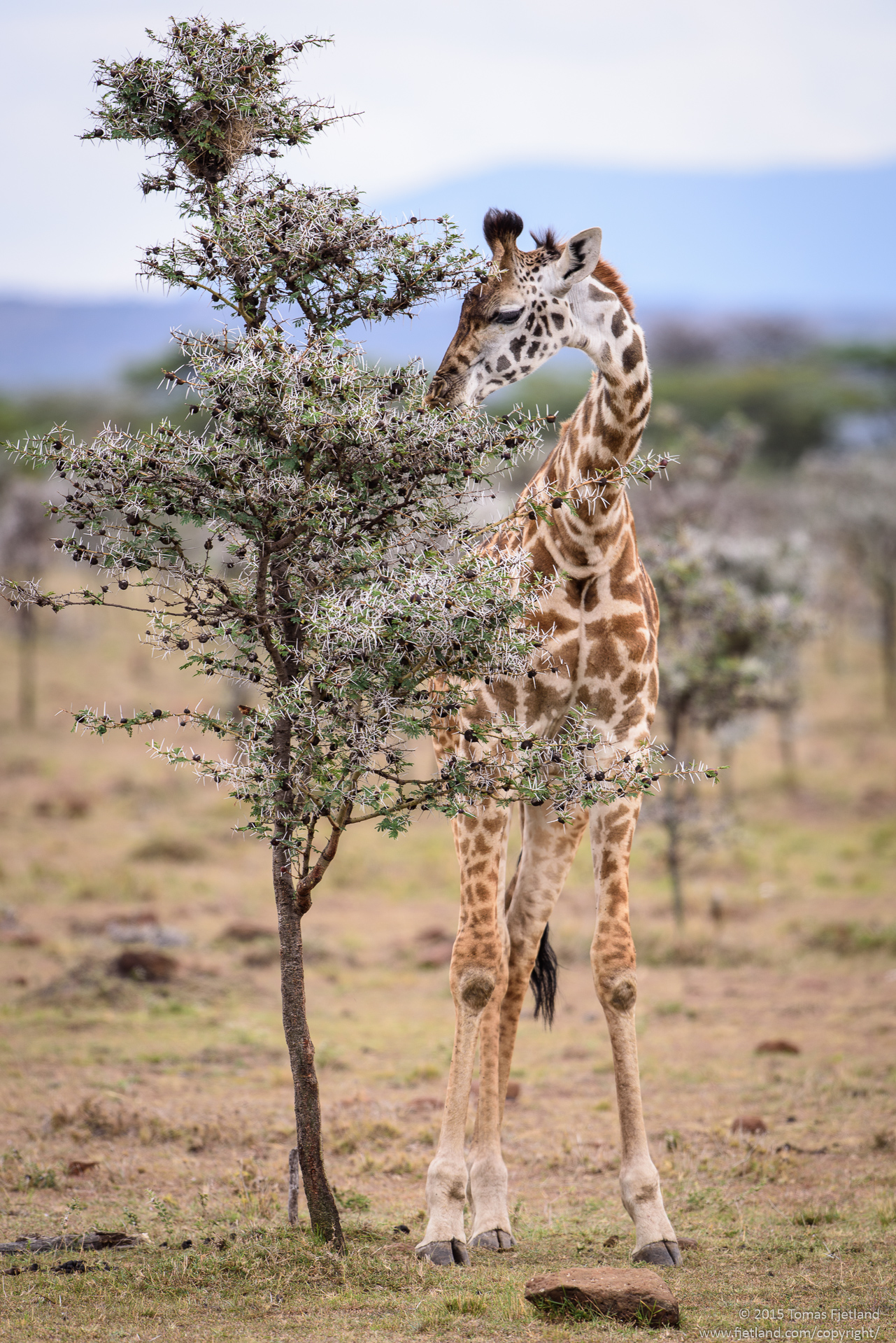 Young Masai giraffe grazing on the VERY thorny Whistling thorn acacia tree