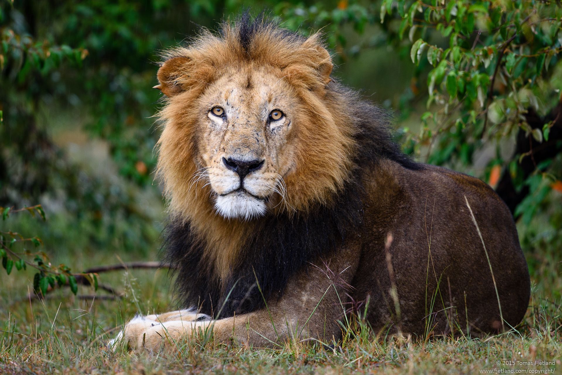 Somehow you rarely find a happy looking cat in the rain. This is also true for this magnificent male lion