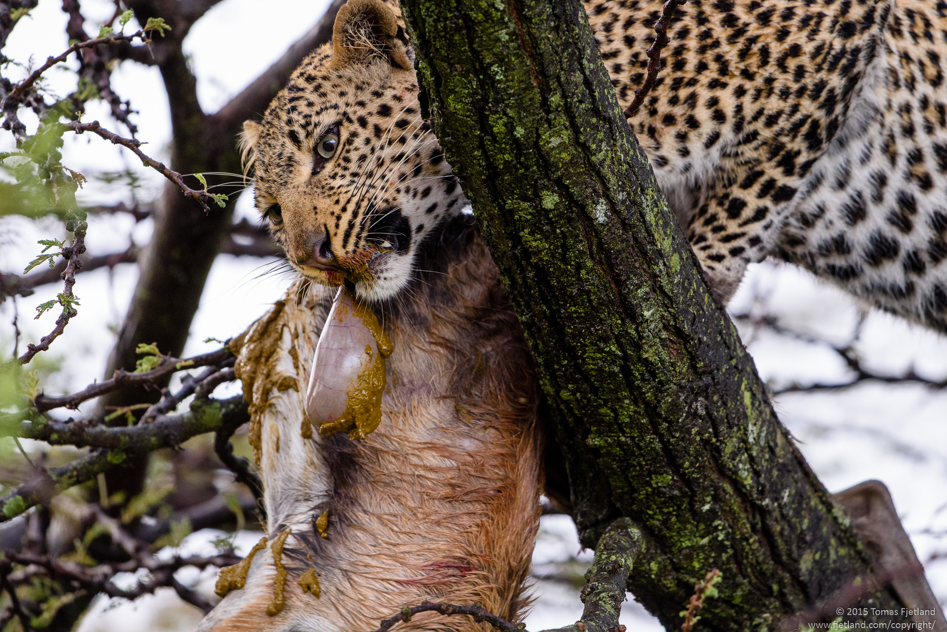 Fig the leopard eating its kill. No, I don't know why it starts with the stomach either