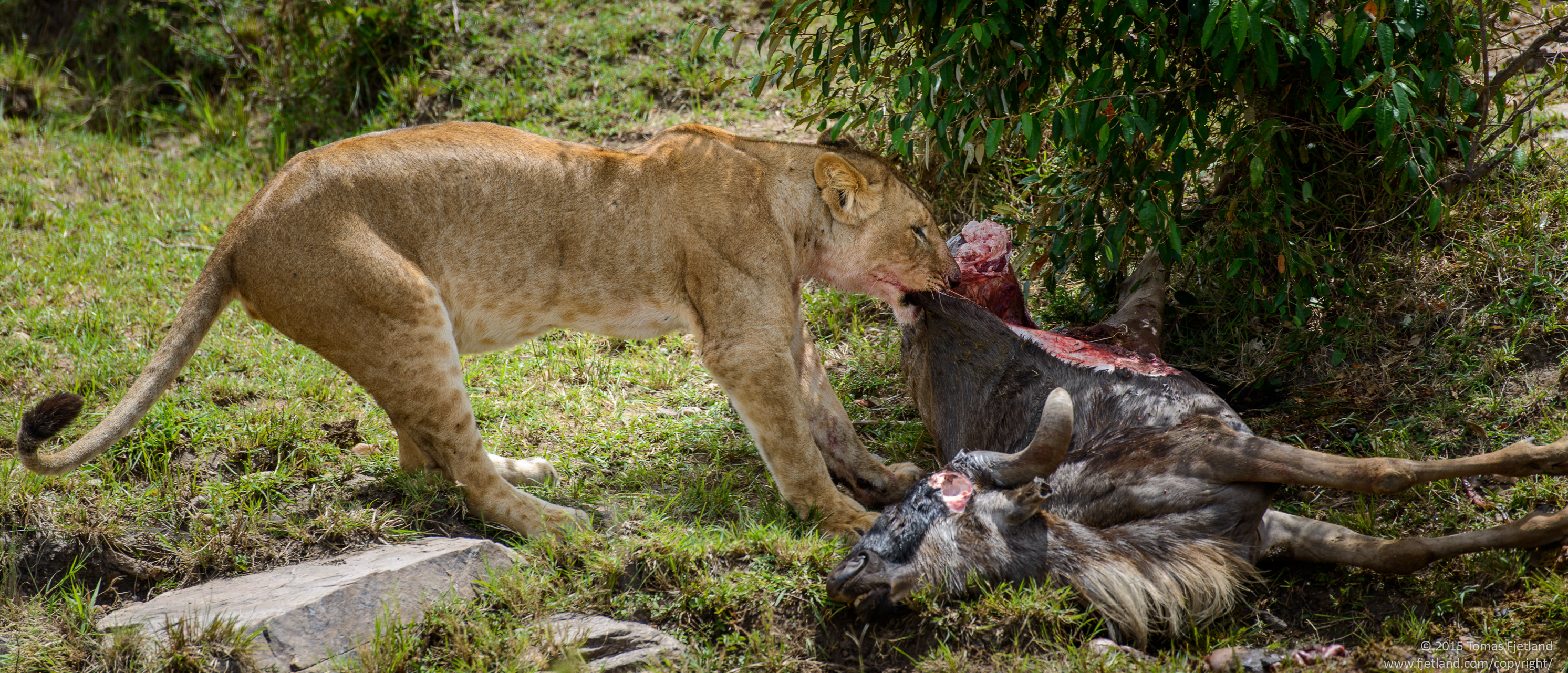 Lioness with a fresh wildebeest kill. Getting to the tasty bits
