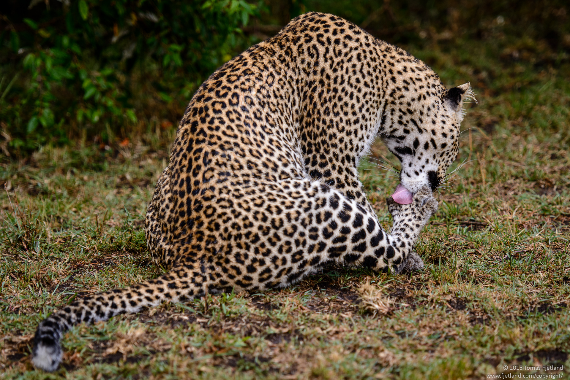 Leopard Fig treating herself to a pedicure