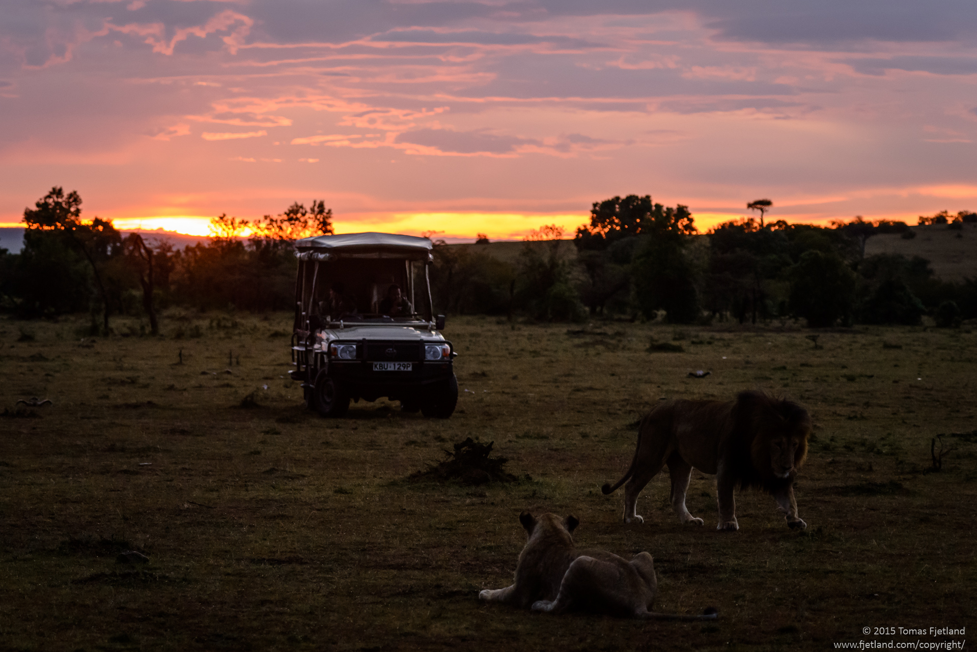 Lionwatching as the sun sets