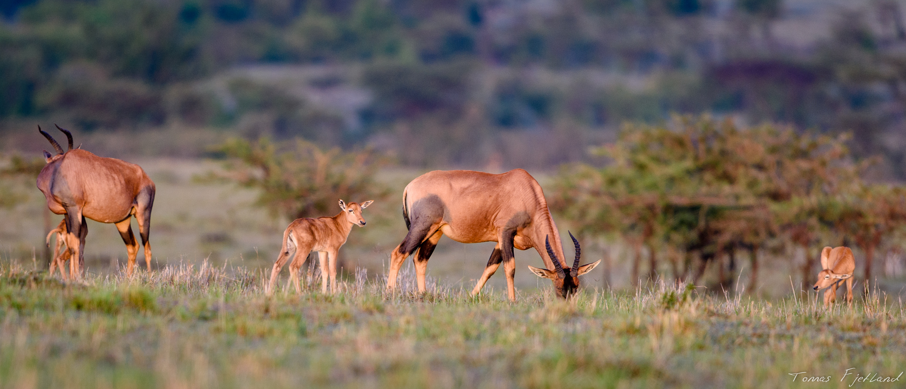 Young Topis with parents in the warm sunrise over Masai Mara. The one on the left is newborn and still leaning against its mother