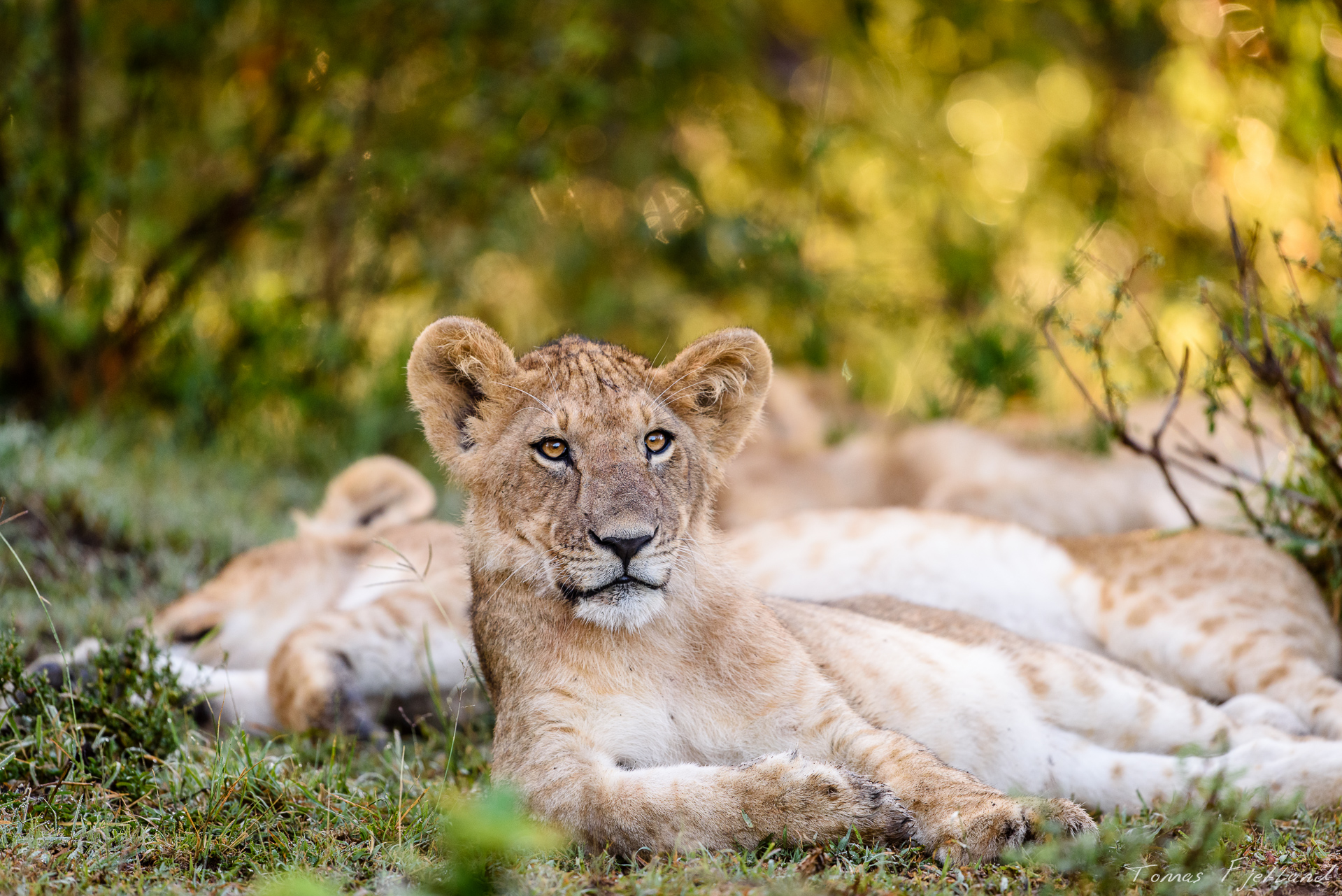 Lioncubs resting in the cover of bushes while they're waiting from their mothers to return from the early morning hunt