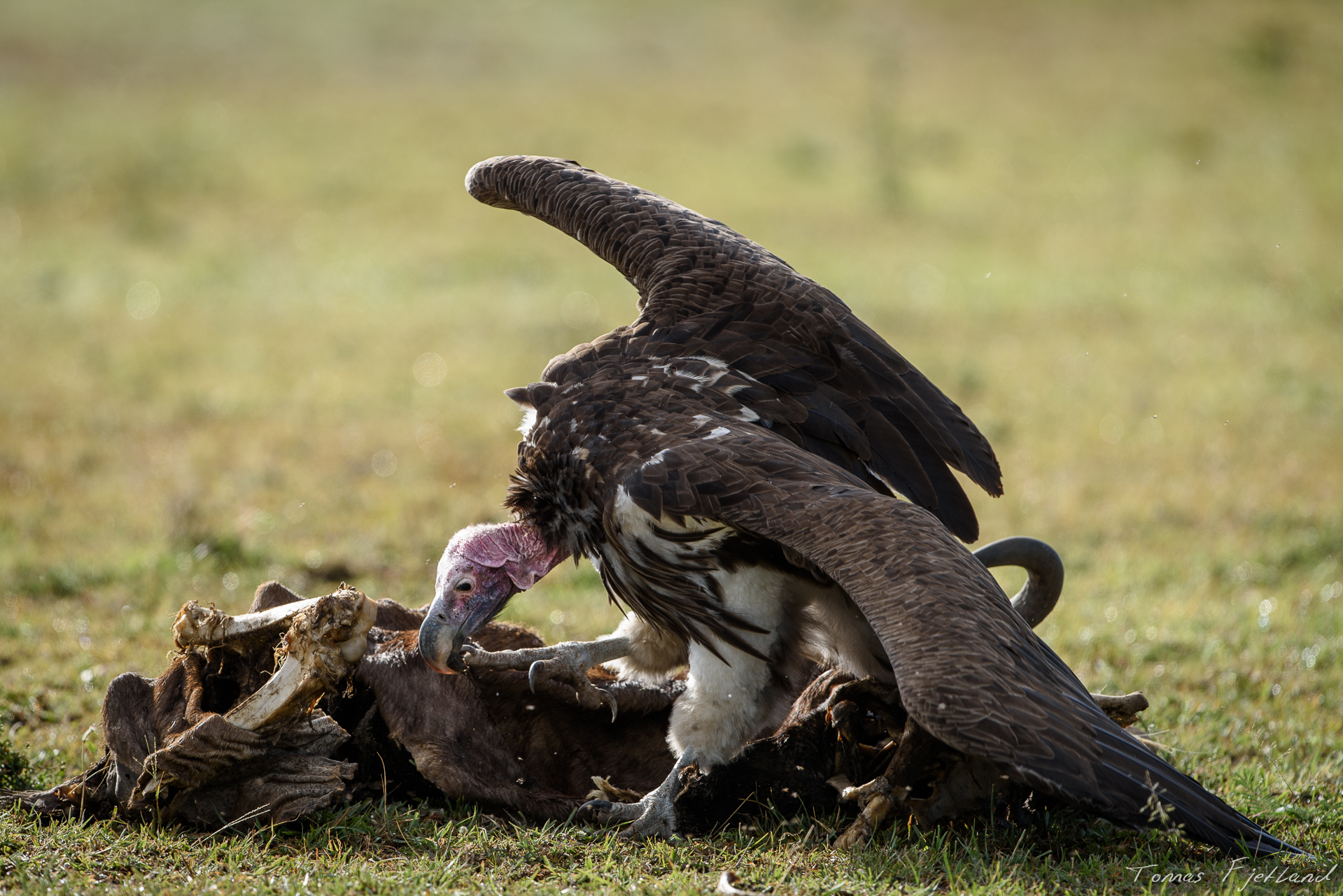 Lappet-faced vulture on an old wildebeest carcass