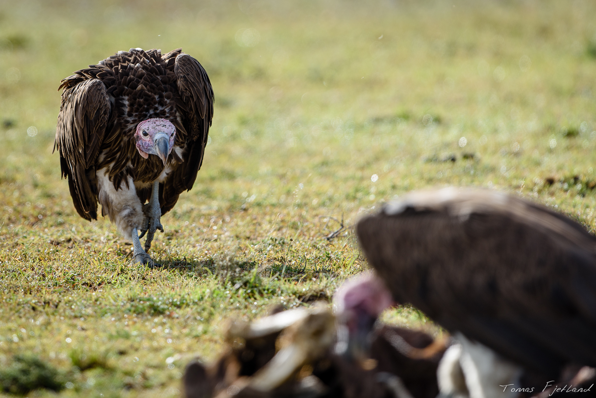 Two Lappet-faced vultures gather on an old Wildebeest carcass