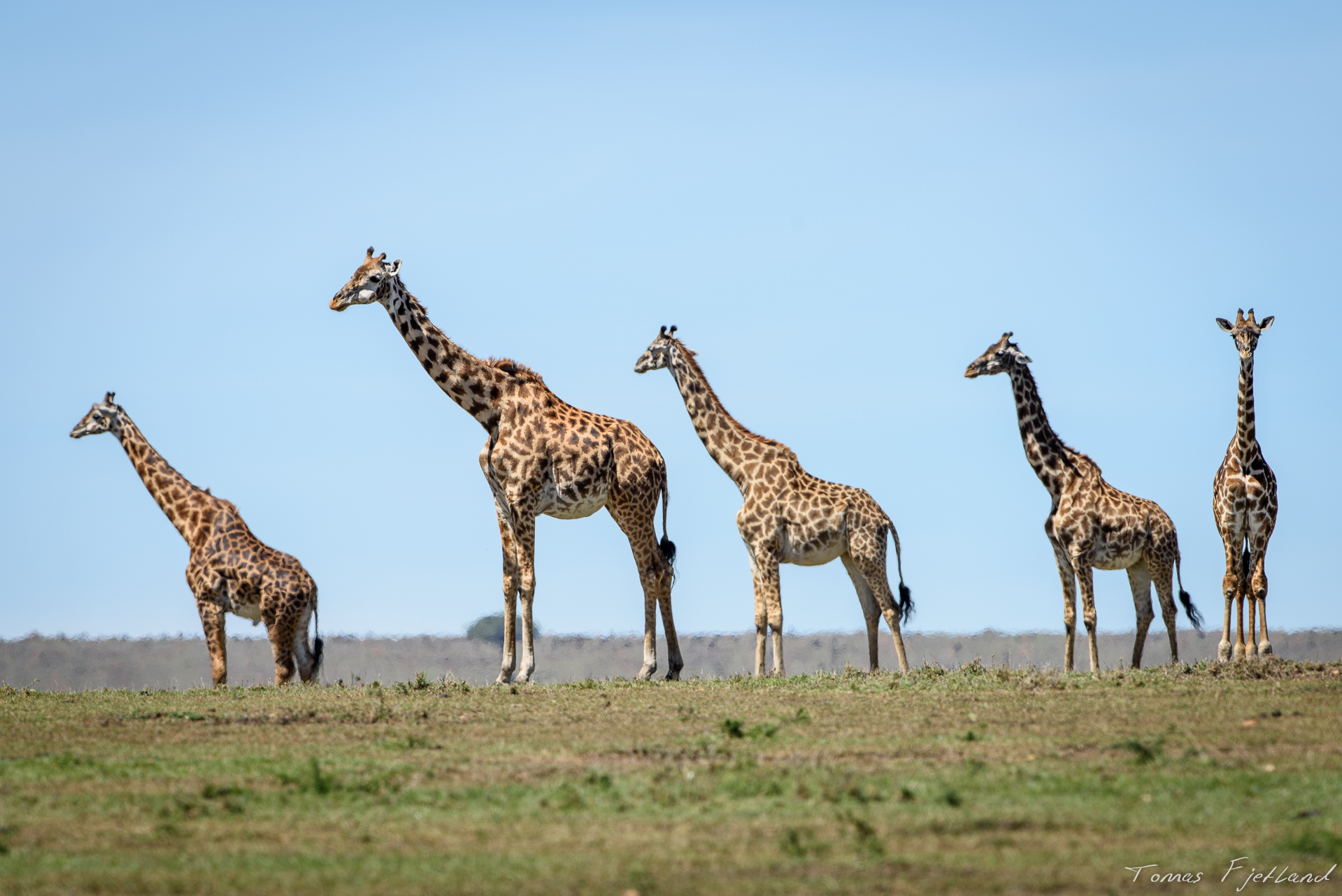A group of Mara Giraffes gathered out in the open of the savannah
