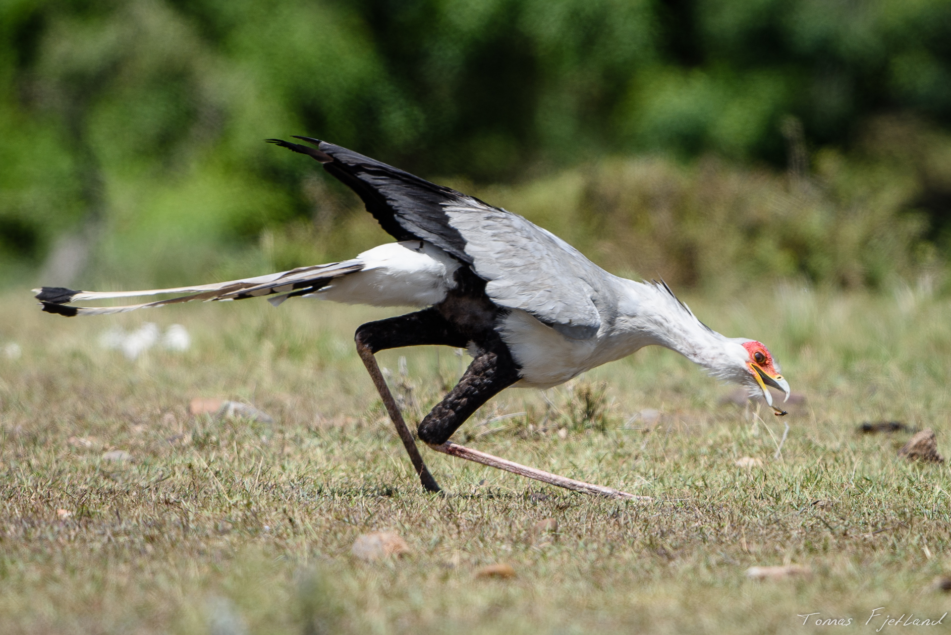 Just outside the Porini Lion camp on our way back for lunch, we saw this Secretary bird hunting wasps and other insects as well as reptiles