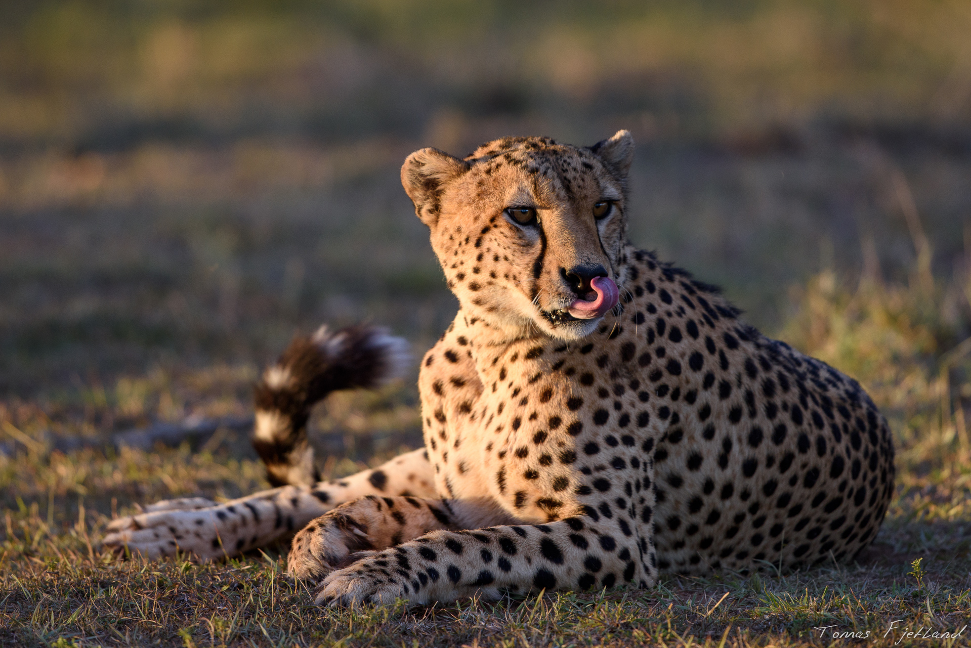 One of the Ololo brothers bathed in early sunset light