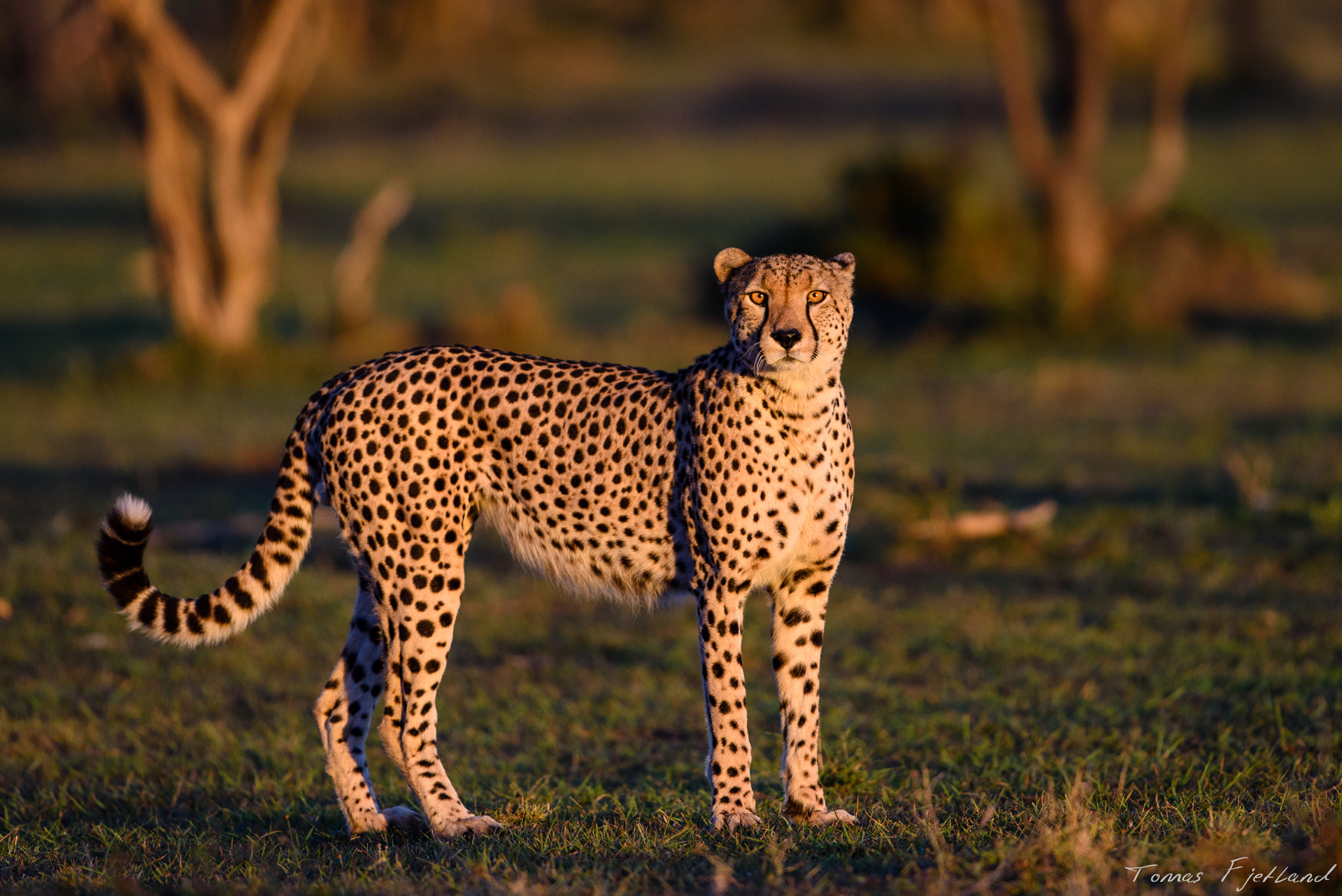 Cheetah posing in the warm sunset light