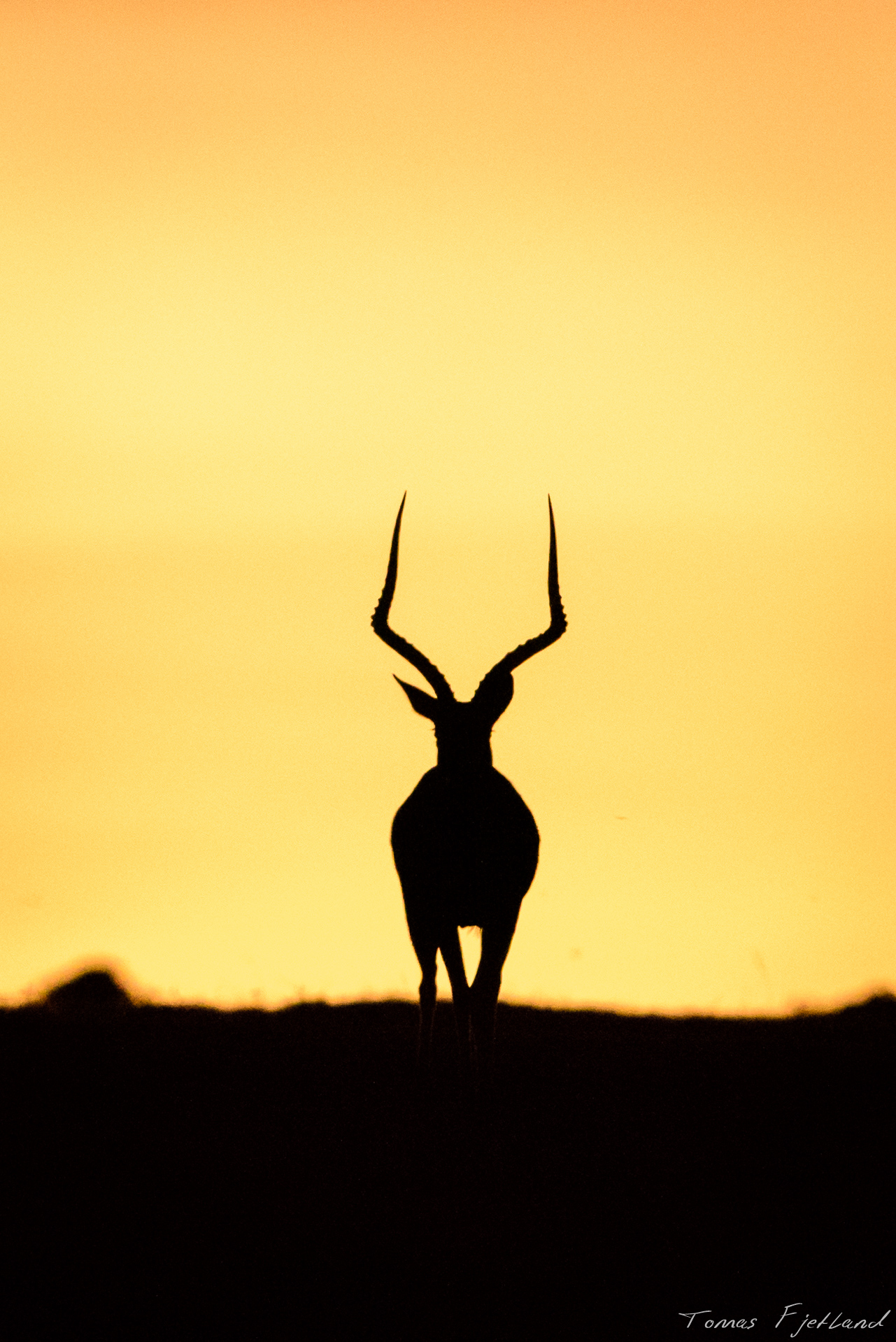 Impala buck silhouette