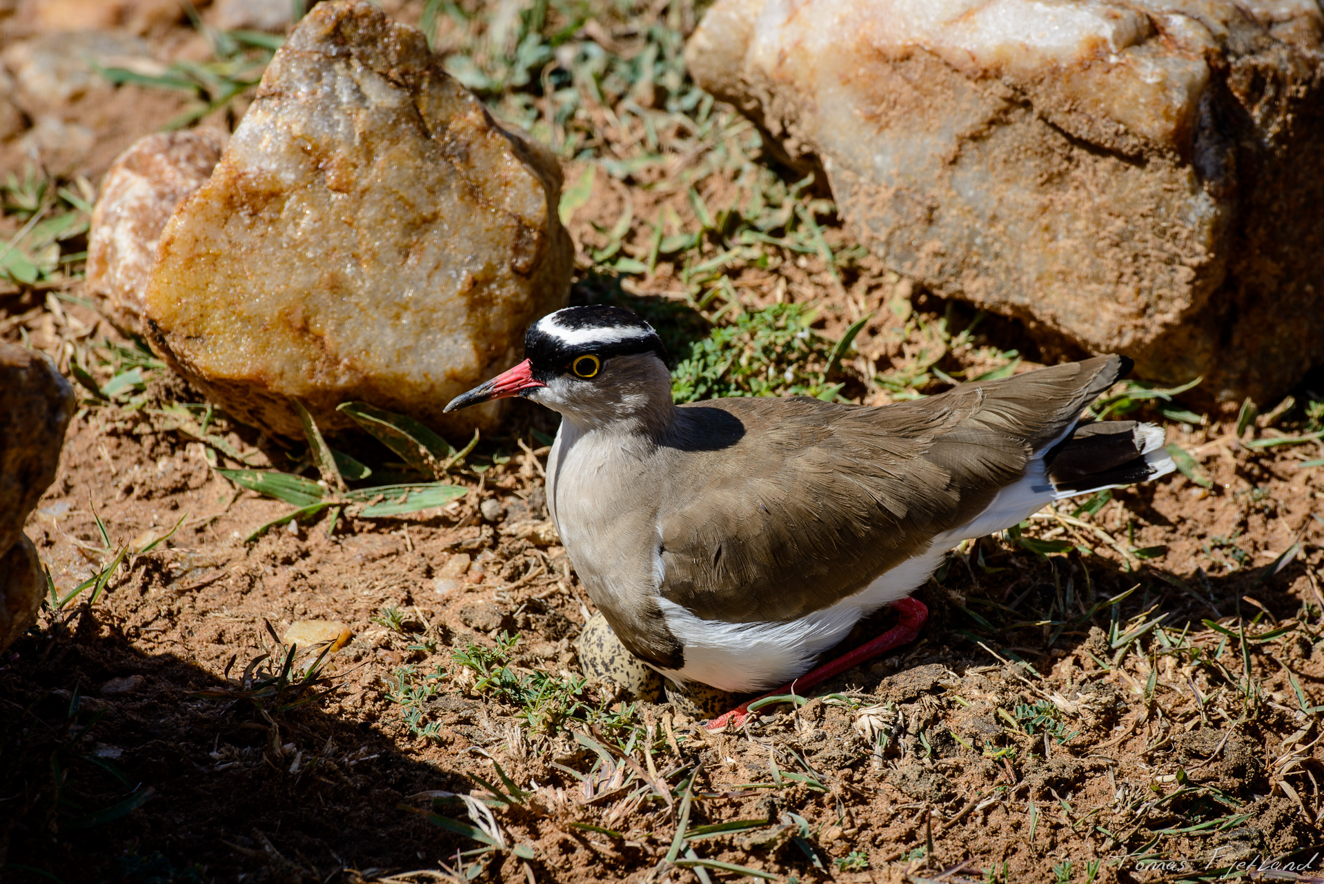 This Crowned Lapwing had decided to lay its eggs in the middle of a 4x4 path, but some helpful Maasai had surrounded her with rocks to alert drivers and make them drive around