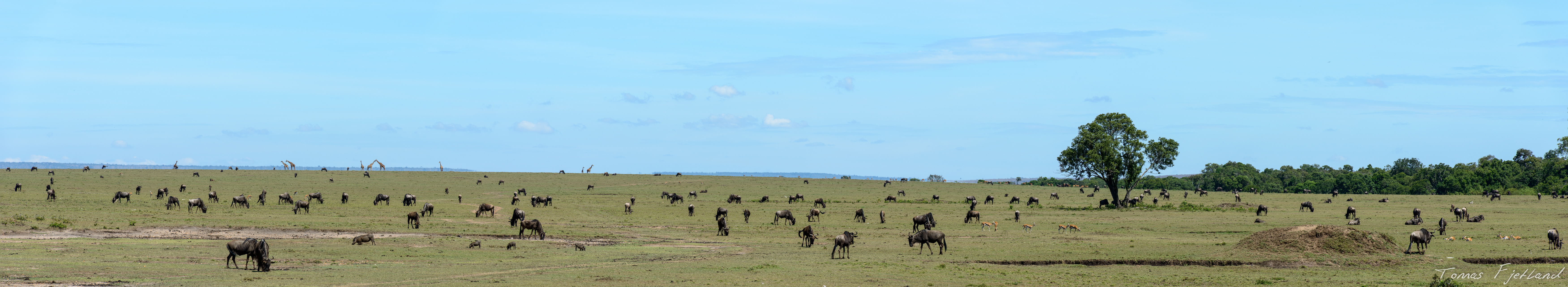 This panorama shows a typical part of the landscape as well as several of the animals normally found in the Mara ecosystem